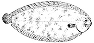 Pegusa lascaris_claves.jpg